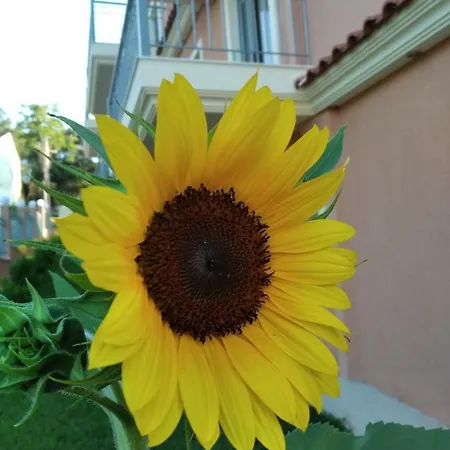 Pantelis Corfu Apartmanhotel